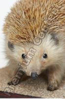 Hedgehog - Erinaceus europaeus 0015